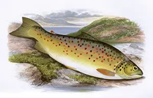Spots: Salmo stomachicus, or Gillaroo