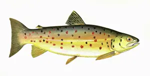 Spots: Salmo stomachicus, or Gillaroo
