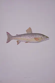 Salmoniformes: Salmo trutta, brown trout