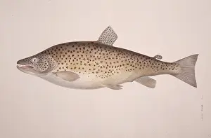 Salmoniformes: Salmo trutta, brown trout