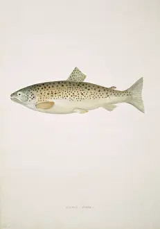 Salmoniformes: Salmo trutta, brown trout