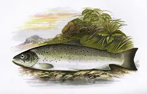 Trout: Salmo trutta, or Brown Trout