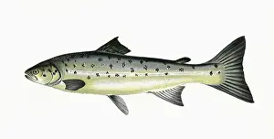 Spots: Salmo trutta, or Brown Trout