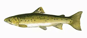 Spots: Salmo trutta, or Brown Trout