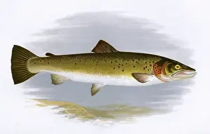 Spots: Salmo trutta, or Brown Trout