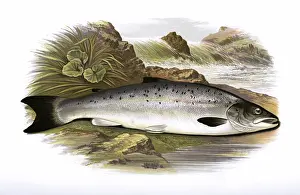 Spots: Salmo trutta, or Salmon Trout