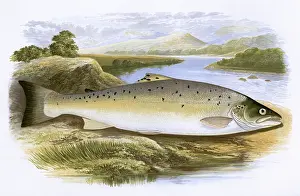 Spots: Salmo trutta, or Salmon Trout