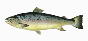 Spots: Salmo trutta, or Salmon Trout