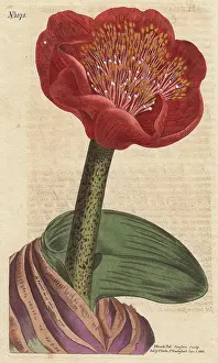 Coccineus: Salmon-colored blood flower, native of South