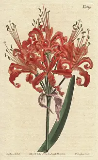 Humilis: Salmon-coloured amaryllis, with curly orange