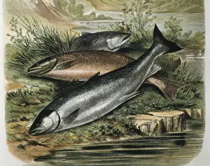 Salmoniformes: Salmon. Engraving after a drawing by a F.Padro