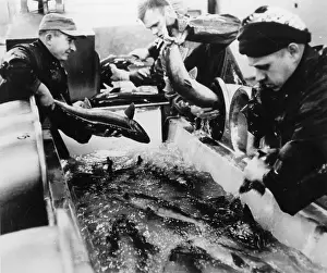 Fertilization: SALMON FARMING