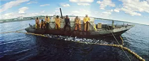 Vainstein: Salmon fishery, 1980