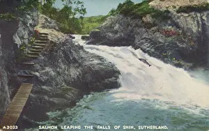 Leaping: Salmon Leap