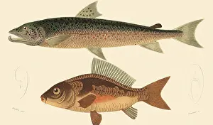 Carp: A Salmon and a Mirror Carp