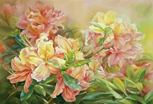Cecile: Salmon pink Azaleas ' Cecile