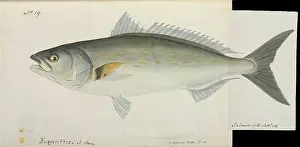 Ray Finned: Salmon of the settlers
