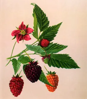 Burroughs: Salmonberries