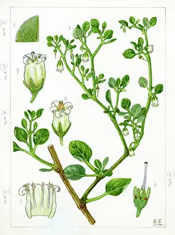 Grandes: Salpichroa origanifolia - cock's-eggs