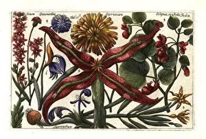 Cornflower: Salsify, houseleek, snakeroot, cornflower