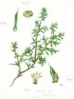 Prickly: Salsola Kali - Saltwort