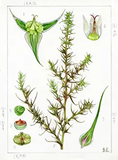 Everard: Salsola pestifera - Russian thistle