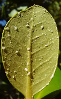 Kilda: Salt Crystals on Mangrove Leaf