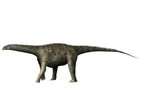 Saltasaurus: Saltasaurus dinosaur