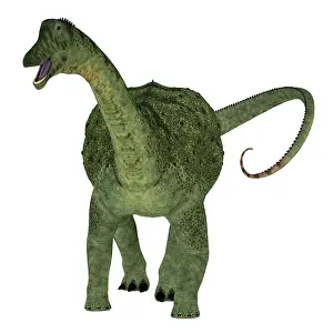 Titanosaur: Saltasaurus dinosaur, front view