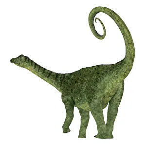 Titanosaur: Saltasaurus dinosaur on white background