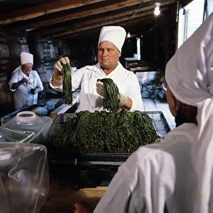 Shipment: Salted fiddleheads, 1982