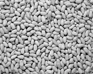 Frt001: Salted Peanuts Retro