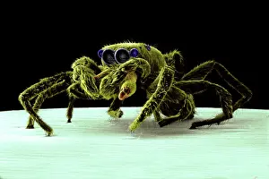 Hippomorpha: Salticus senecus, zebra jumping spider
