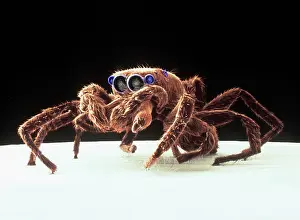 Hippomorpha: Salticus senecus, zebra jumping spider