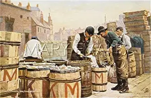 Salting: SALTING HERRINGS C1905