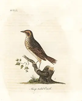 Oriole: Saltmarsh sparrow, Ammodramus caudacutus. Vulnerable