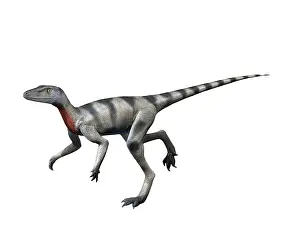Carnian: Saltopus is an extinct dinosaur from the Late Triassic of ?