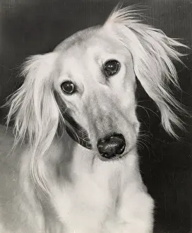 Saluki: Saluki