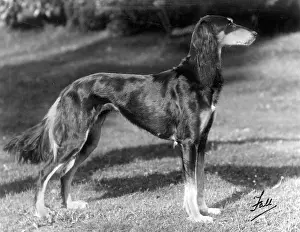 Saluki: Saluki - Ch. Sarona Gemil