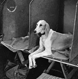 Saluki: Saluki Club
