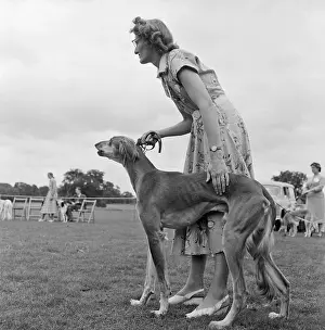 Saluki: Saluki Club