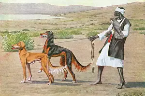 Leash: SALUKIS, MAN AND FACON