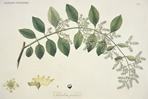 Persica: Salvadora persica, toothbrush tree