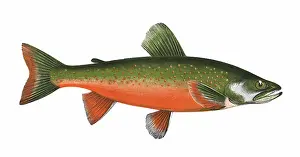 Spots: Salvelinus alpinus, or Arctic Char