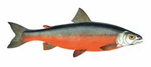 Enniskillen: Salvelinus colii, or Cole's Char