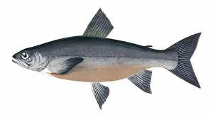 Salmonidae: Salvelinus grayi, or Gray's Char