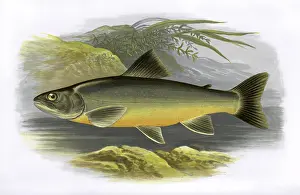 Lochs: Salvelinus killinensis, or Loch Killin Charr
