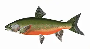 Spots: Salvelinus willoughbii, or Willoughby's Char