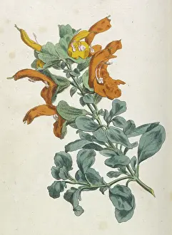 Salvia: Salvia Africana-Lutea