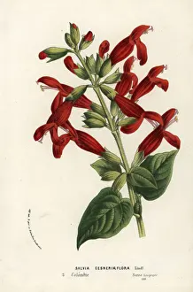 Salvia: Salvia gesneriiflora